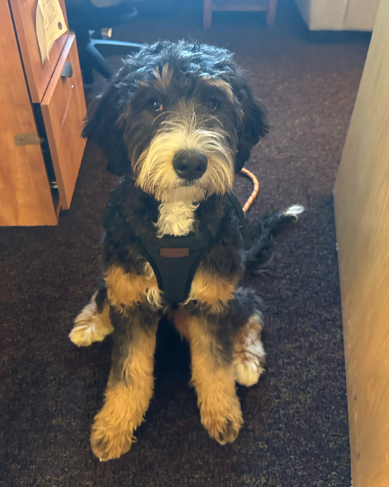 Ivy Desai - HCC Counseling therapy dog in training