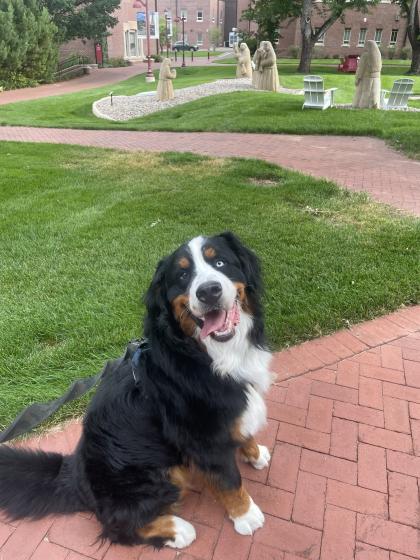 Loki, a black, white, and brown bernese mountain dog