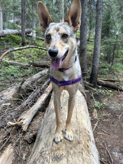 Hazel, a multicolored dog with large ears