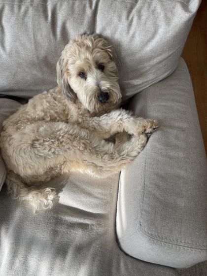 Griffey, a blonde wheaton terrier